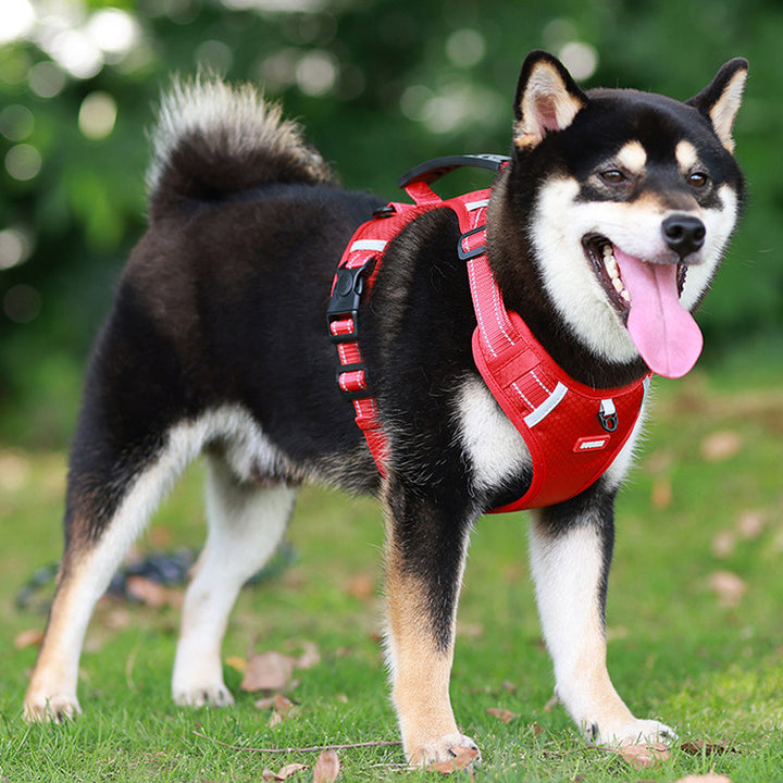 Sangle de poitrine réfléchissante pour chien