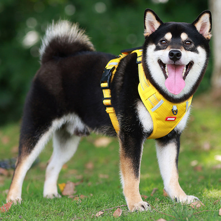 Sangle de poitrine réfléchissante pour chien