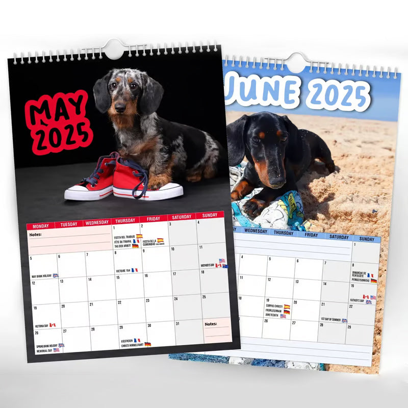 Cheeky Dachshunds - Wandkalender 2025